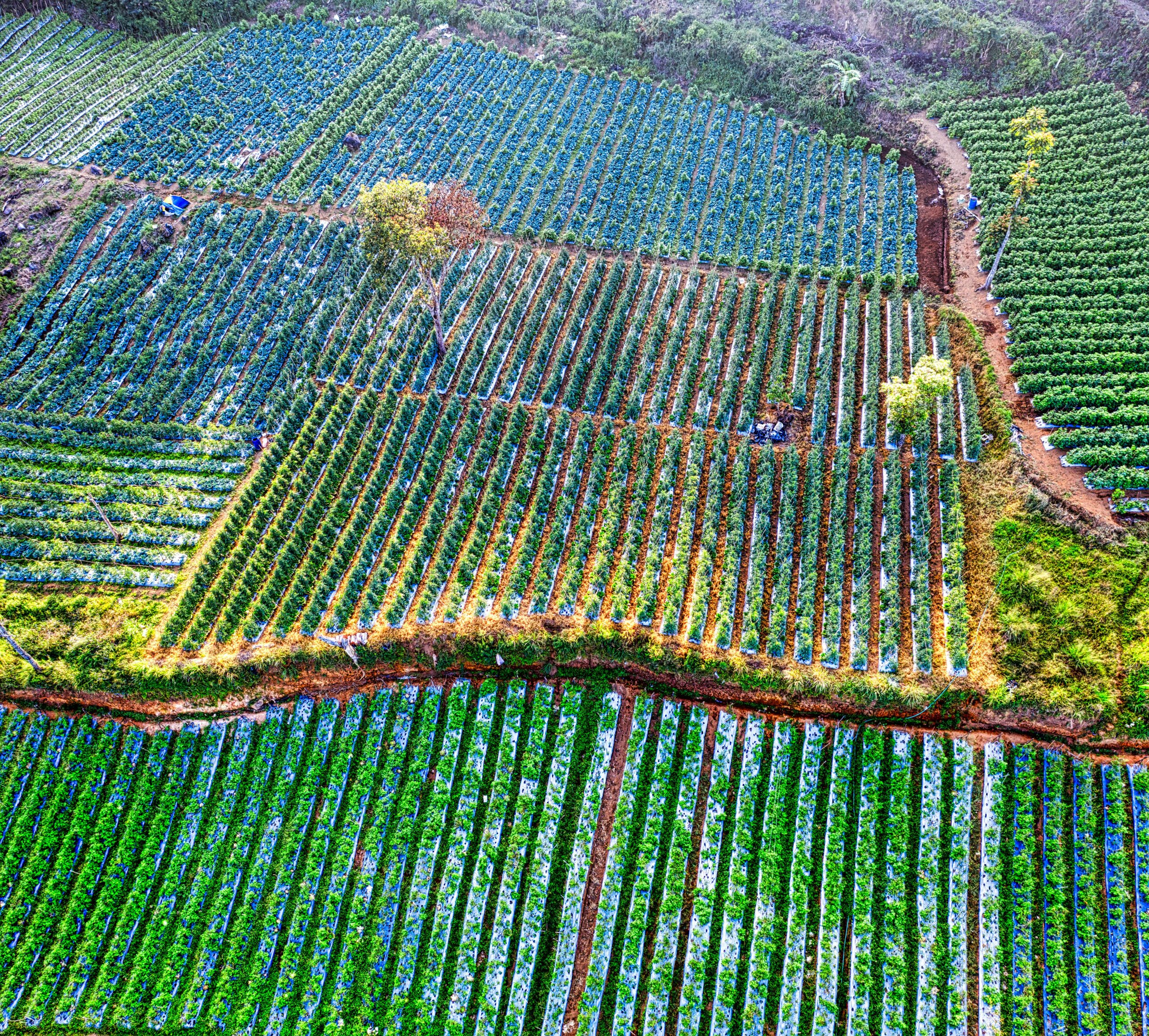 Aerial view of spacious farming meadow with paths and rows of plants going through green rice fields in summer day